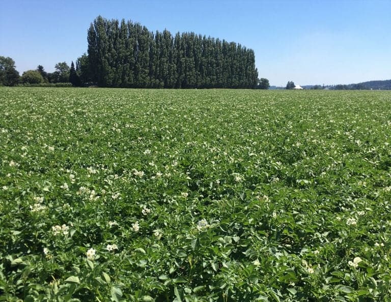 Pioneer Potato Fields