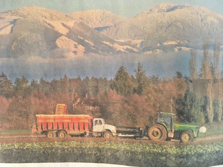 Skagit Valley Potato Gallery potato digging newspaper