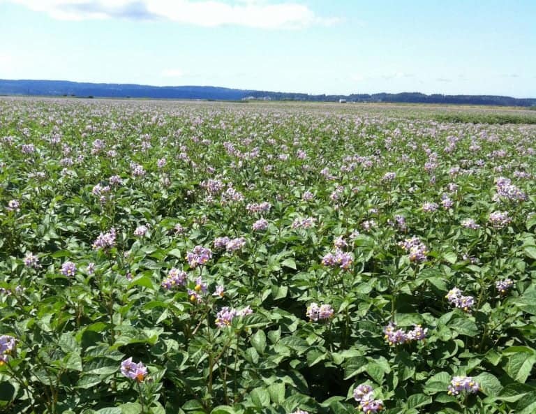 skagit valley potatoes privacy policy
