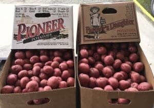Pioneer Farmers Daughter Red