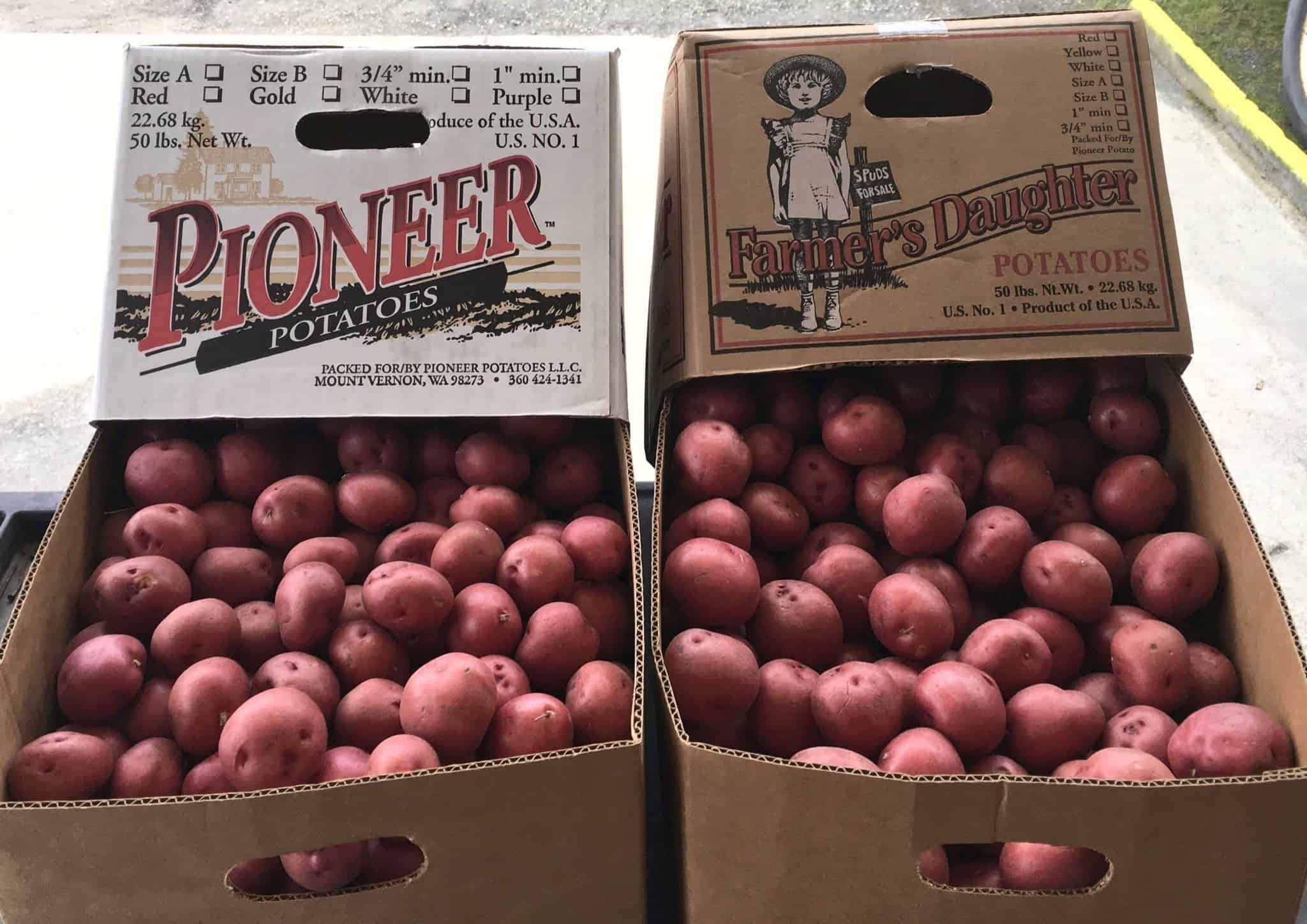 Potatoes Red B 50 lb box – Prime Produce US