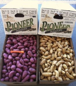 Pioneer Fingerling Potatoes