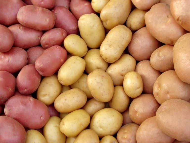 pioneer potatoes ancestors