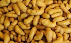 yellow fingerling